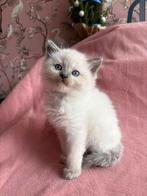 Prachtige ragdoll kittens, Dieren en Toebehoren, Katten en Kittens | Raskatten | Langhaar, Meerdere dieren, Ontwormd