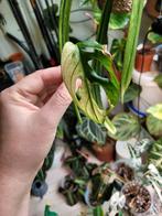 Monstera adansonii albo bladstek, Huis en Inrichting, Kamerplanten, Overige soorten, Minder dan 100 cm, Ophalen of Verzenden, Halfschaduw