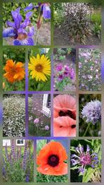 diverse vaste planten bijenplanten vlinderplanten, Tuin en Terras, Planten | Tuinplanten, Ophalen, Zomer, Volle zon