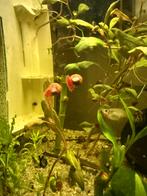 Aquarium slakken posthoorn, Slak of Weekdier