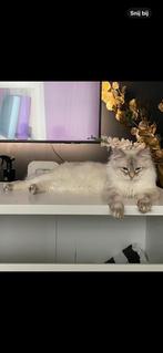 Vermist kat Denekamp, Dieren en Toebehoren, Vermiste en Gevonden Dieren