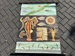 Zoetwaterpoliep (Jung en Koch), Antiek en Kunst, Antiek | Schoolplaten, Ophalen of Verzenden, Natuur en Biologie