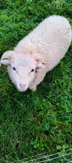 Quessant rammetje, Dieren en Toebehoren, Schapen, Geiten en Varkens, Mannelijk, Schaap