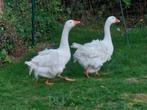 Mooi onverwant koppel witte sebastopol krulveer ganzen, Dieren en Toebehoren, Pluimvee, Meerdere dieren, Overige soorten