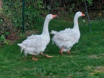 Mooi onverwant koppel witte sebastopol krulveer ganzen  beschikbaar voor biedingen