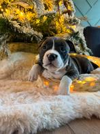 Mooie pocket bully pups te koop, Rabiës (hondsdolheid), 8 tot 15 weken, Bulldog, Meerdere
