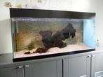 Aquarium (ca. 325ltr.), Dieren en Toebehoren, Vissen | Aquaria en Toebehoren, Ophalen, Gebruikt, Leeg aquarium