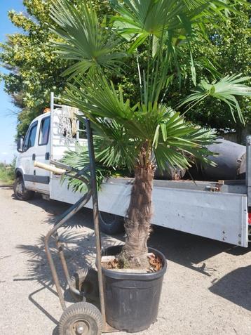 Wintervaste palmbomen palmen plantenvoeding berk eik plataan beschikbaar voor biedingen