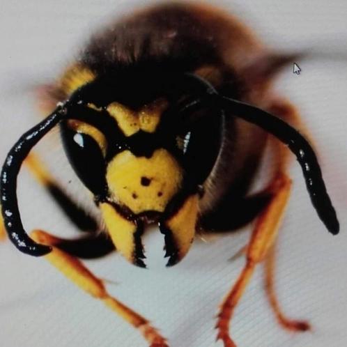 Wespenoverlast.??, Dieren en Toebehoren, Insecten en Spinnen
