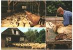 908281	Ruinen	Dwingeloo Drenthe	Schaapskudde	Nette oude kaar, Verzamelen, Ansichtkaarten | Nederland, Ophalen of Verzenden, Ongelopen