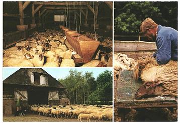 908281	Ruinen	Dwingeloo Drenthe	Schaapskudde	Nette oude kaar beschikbaar voor biedingen