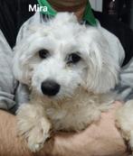 Mira is in Nederland, Dieren en Toebehoren, Honden | Chihuahua's en Gezelschapshonden, Particulier, Rabiës (hondsdolheid), 15 weken tot 1 jaar