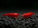 NEOCARIDINA RODE VUURKERSGARNALEN, Dieren en Toebehoren, Vissen | Aquariumvissen, Kreeft, Krab of Garnaal, Zoetwatervis, Schoolvis