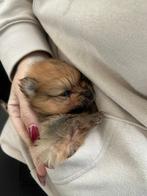 Super mooie Pomriaan pups, Rabiës (hondsdolheid), Overige rassen, 8 tot 15 weken, Meerdere