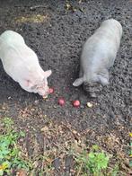 Gratis 2 lieve sociale varkentjes, Dieren en Toebehoren, Schapen, Geiten en Varkens, Mannelijk, Varken