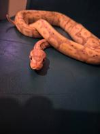 Ball Python, Dieren en Toebehoren, Reptielen en Amfibieën