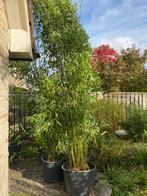 Bamboe, Tuin en Terras, Ophalen, Bamboe, 250 cm of meer
