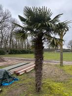 Mooie Palmboom te koop 3,50m hoog, Tuin en Terras, Planten | Bomen, Bloeit niet, 250 tot 400 cm, Palmboom, Ophalen