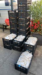 Sepia kalk schoon en droog, Dieren en Toebehoren, Dierenvoeding, Ophalen of Verzenden, Vogel