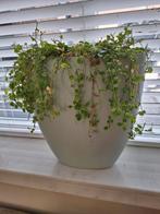 Bloempot lichtblauw met plant, Tuin en Terras, Bloempotten, Ophalen, Zo goed als nieuw, Rond, Minder dan 25 cm