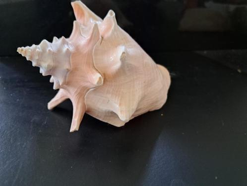 Ophalen interier aanwinst /oude Helmschelp 18 cm, Verzamelen, Mineralen en Fossielen, Schelp(en), Verzenden
