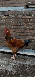 Jonge haan (Schijndelaar), Dieren en Toebehoren, Pluimvee, Mannelijk, Kip
