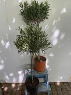 2 stuks leuke kleine olijfboom Olea Europaea H 100 CM € 30, 100 tot 250 cm, Olijfboom, Zomer, Ophalen