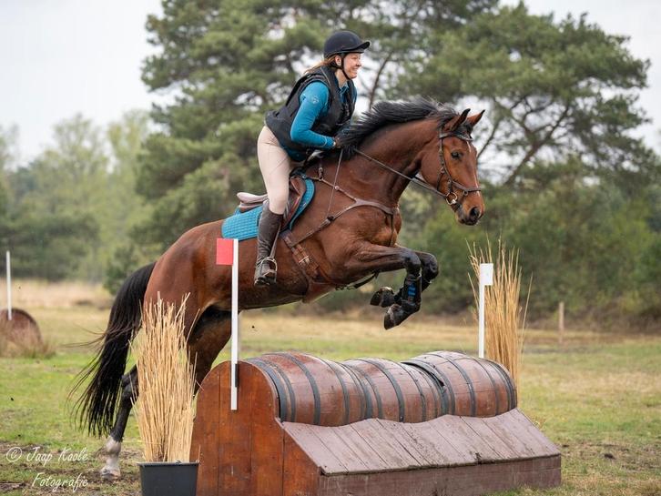 5 jarige sport merrie Glenfiddich vdl x Ustinov, Dieren en Toebehoren, Paarden, Merrie, B, 170 tot 175 cm, 3 tot 6 jaar, Springpaard