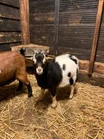 Dwerggeit dekbok te koop, Dieren en Toebehoren, Schapen, Geiten en Varkens, Mannelijk, Geit, 0 tot 2 jaar