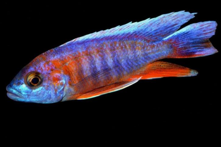 Malawi Cichliden: Aulonocara eureka, Dieren en Toebehoren, Vissen | Aquariumvissen, Zoetwatervis, Vis