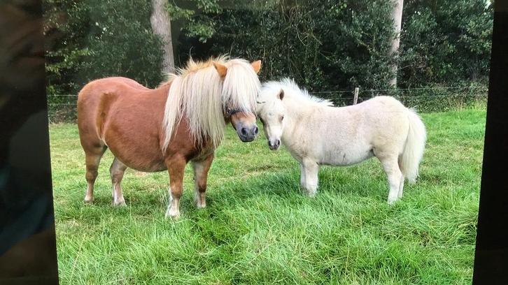 Shetland pony vos, palomino hengstveulen  en opnieuw dragend, Dieren en Toebehoren, Pony's, Merrie, 11 jaar of ouder, Met stamboom
