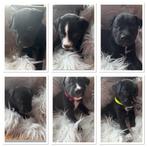 Stafford kruising, Rabiës (hondsdolheid), 8 tot 15 weken, Meerdere, Meerdere dieren