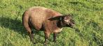 Blauwe dekram, Dieren en Toebehoren, Mannelijk, Schaap