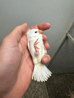 Mooie koppels zebravinken, Dieren en Toebehoren, Meerdere dieren