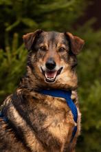 Tom uit het asiel zoekt een familie, Dieren en Toebehoren, Honden | Niet-rashonden, 6 jaar of ouder, Particulier, Reu, Buitenland