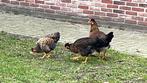 diverse kuif kippen te koop, Dieren en Toebehoren, Pluimvee, Meerdere dieren, Kip