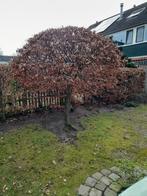 GRATIS AF TE HALEN Beukenboom hoogte 270 cm, Tuin en Terras, Ophalen