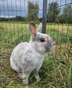 Energy zoekt een huisje! (voedster gevaccineerd), Dieren en Toebehoren, Konijnen, Vrouwelijk, Klein, 3 tot 5 jaar