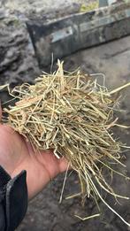 1ste snee (Hooi.), Dieren en Toebehoren, Ophalen of Verzenden, Vee