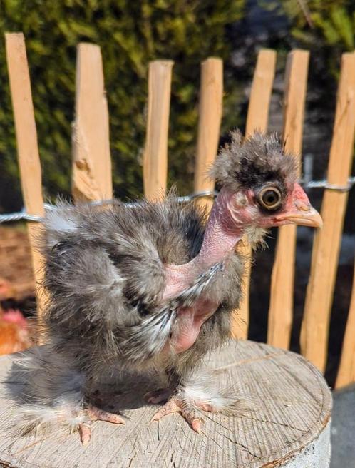 Usa zijdehoen showgirl naakthals kuiken, Dieren en Toebehoren, Pluimvee, Kip