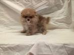 Dwergkees pup , keeshond ,Pomeriaan pups, Dieren en Toebehoren, 15 weken tot 1 jaar, Buitenland, Meerdere, Meerdere dieren