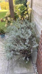 2 hele grote lavendel planten, Tuin en Terras, Planten | Tuinplanten, Ophalen, Overige soorten