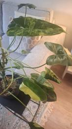 Philodendron Burle Marx Variegata - Zeldzaam!, Huis en Inrichting, Kamerplanten, Ophalen, Halfschaduw, Minder dan 100 cm