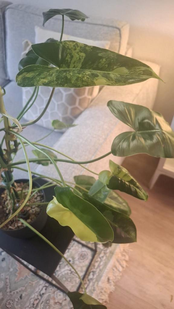 Philodendron Burle Marx Variegata - Zeldzaam!, Huis en Inrichting, Kamerplanten, Minder dan 100 cm, Halfschaduw, Ophalen