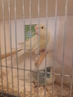 Jonge kakarikies om tam te maken, Meerdere dieren, Parkiet, Tam