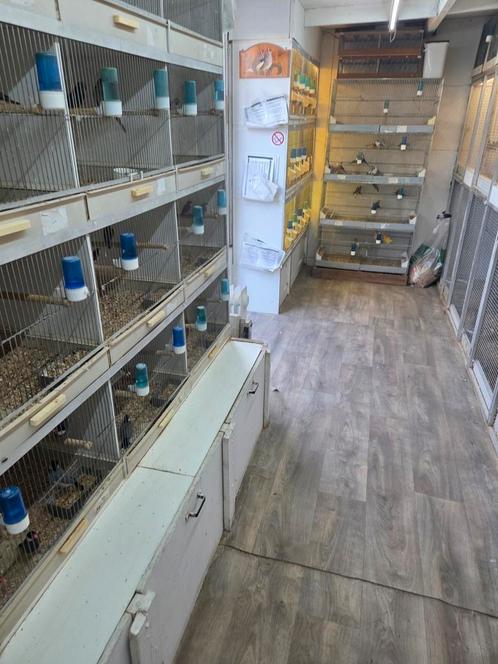 Vele vogels zaterdag geopend ., Dieren en Toebehoren, Vogels | Overige Vogels, Tropenvogel, Meerdere dieren