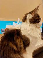 Prachtige Maine Coon XXL Poes!!, Dieren en Toebehoren, Poes, Gechipt, 0 tot 2 jaar