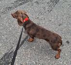 💞 Prachtige choco merle tan dwerg teckel dekreu 💞, Dieren en Toebehoren, Rabiës (hondsdolheid), Reu, 1 tot 2 jaar, Korthaar