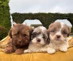 Boomer x Labradoodle mini pups, Dieren en Toebehoren, Honden | Chihuahua's en Gezelschapshonden, Nederland, Overige rassen, 8 tot 15 weken