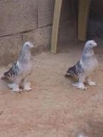 Mooie Turkse Takla duiven. [Tuimelaars], Dieren en Toebehoren, Vogels | Duiven, Meerdere dieren, Tuimelaar of Roller